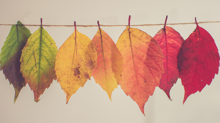 La adaptación, clave del éxito